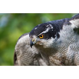Tamron SP 150-600mmG2-C_5.jpeg