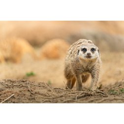 tamron50-400-1.jpeg